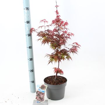 Acer palmatum 'Pixie'