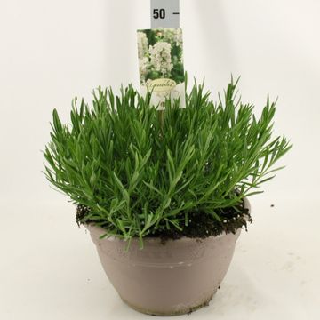 Lavandula angustifolia AROMANCE WHITE