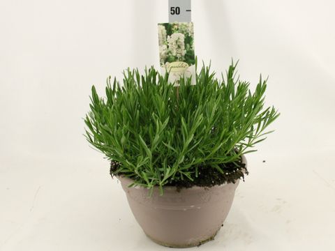 Lavandula angustifolia AROMANCE WHITE