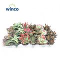 Kalanchoe MIX