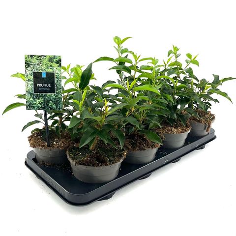 Prunus lusitanica 'Angustifolia'