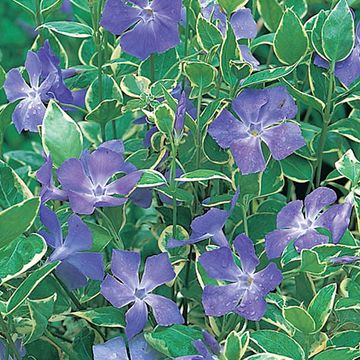 Vinca major 'Variegata'