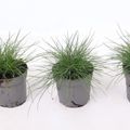 Festuca glauca 'Eisvogel'