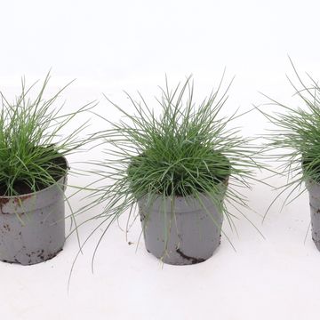 Festuca glauca 'Eisvogel'