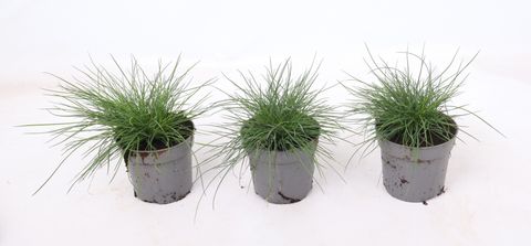 Festuca glauca 'Eisvogel'