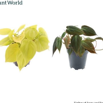 Philodendron scandens MIX