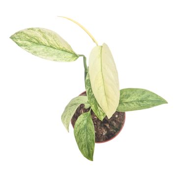 Monstera adansonii laniata MINT