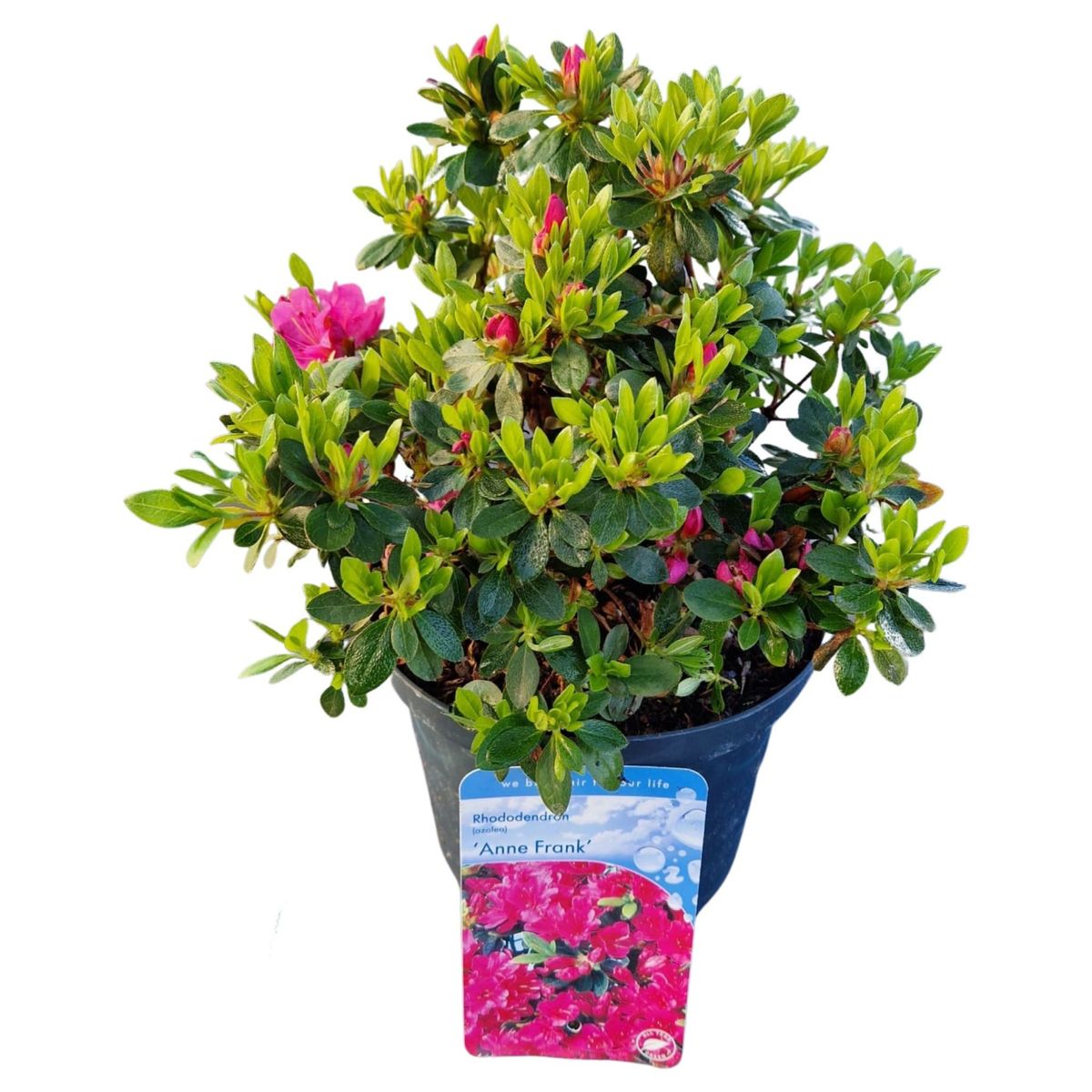 Rhododendron 'Anne Frank' (AJ) — Toptan Bitki Satışı FlorAccess
