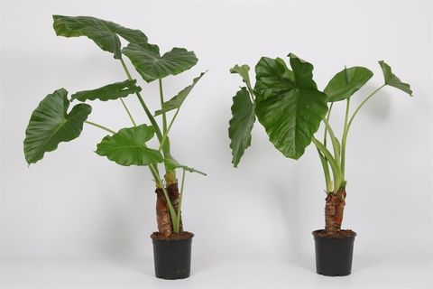 Alocasia macrorrhizos