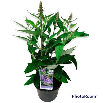 Buddleja davidii BUTTERFLY CANDY LILA SWEETHEART