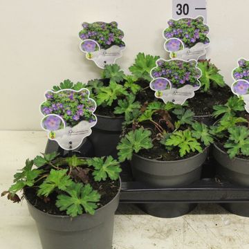 Geranium ROZANNE