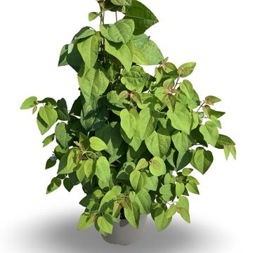 Cercidiphyllum japonicum