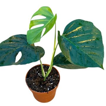 Monstera deliciosa 'Sierrana'