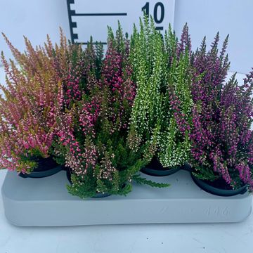 Calluna vulgaris BEAUTY LADIES MIX