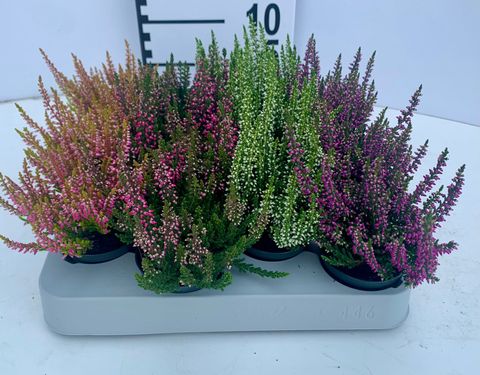 Calluna vulgaris BEAUTY LADIES MIX