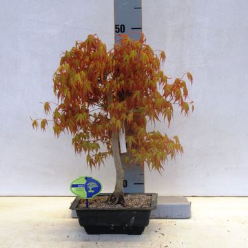 Acer palmatum 'Katsura'