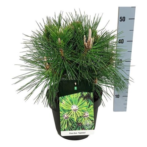 Pinus thunbergii 'Sayonara'