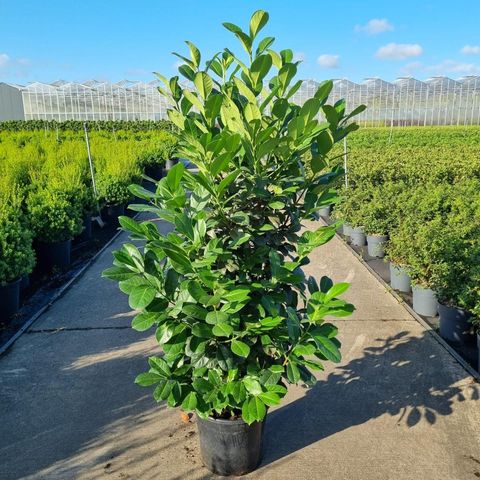 Prunus laurocerasus ETNA