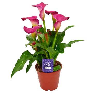 Zantedeschia 'Cherry Kiss'