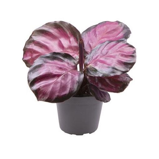 Calathea roseopicta 'Rosy'