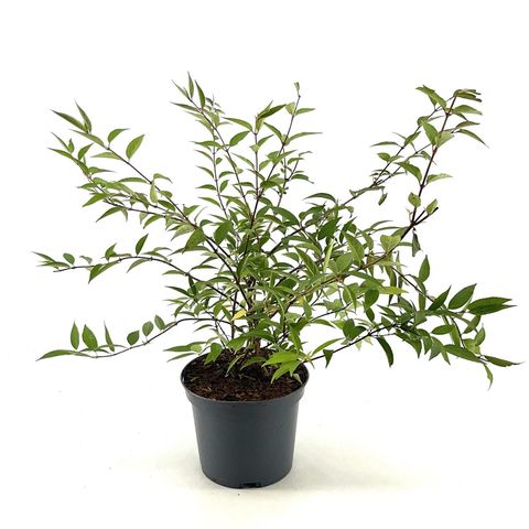 Deutzia purpurascens 'Kalmiiflora'