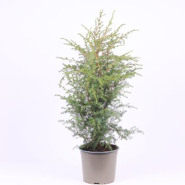 Juniperus communis 'Hibernica'
