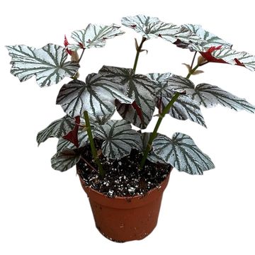 Begonia 'Looking Glass'