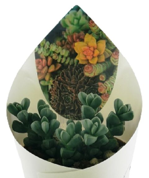 Delosperma lehmannii