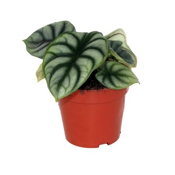 Alocasie 'Silver Dragon'
