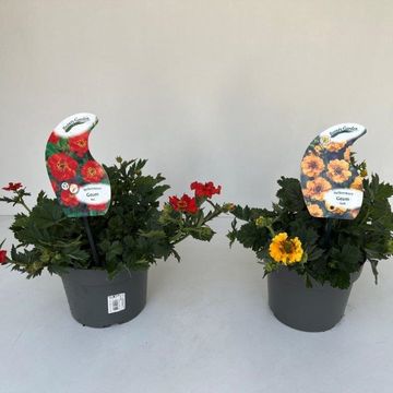 Geum coccineum MIX
