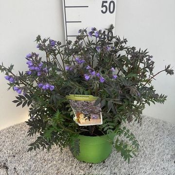 Polemonium 'Heaven Scent'