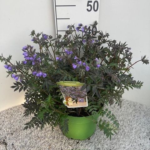 Polemonium 'Heaven Scent'