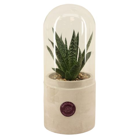 Arrangement Terrarium