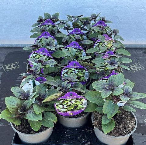 Ocimum basilicum 'Magic Mountain'