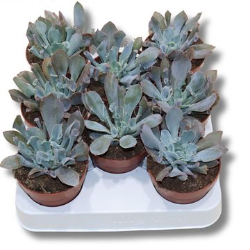 Echeveria 'Trumpet'