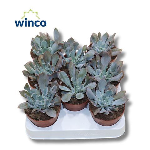Echeveria 'Trumpet'