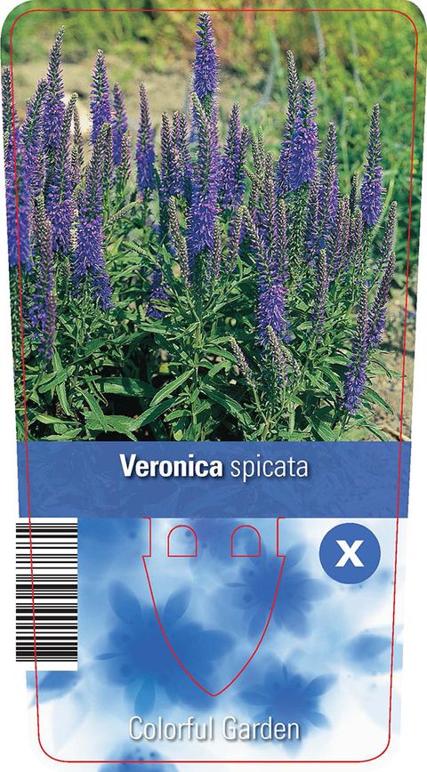 Veronica spicata