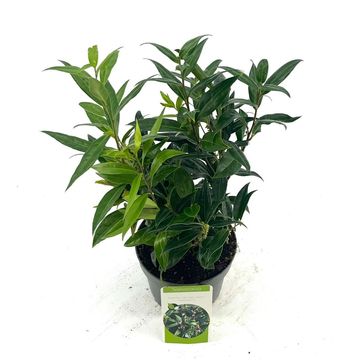 Sarcococca hookeriana WINTER GEM