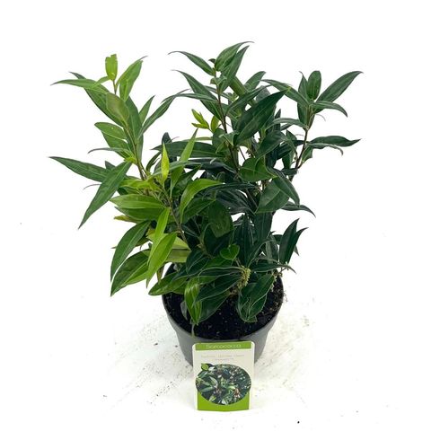 Sarcococca hookeriana WINTER GEM