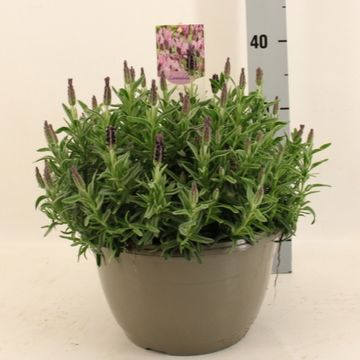 Lavandula stoechas 'Toscane'
