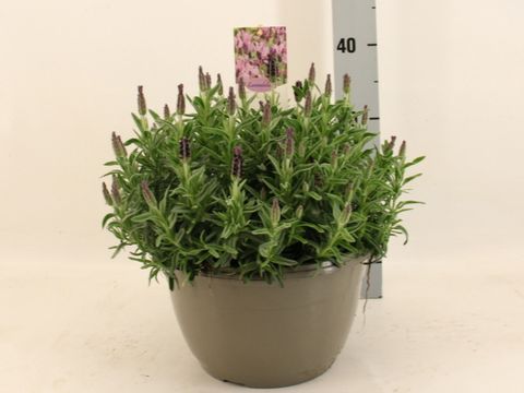 Lavandula stoechas 'Toscane'