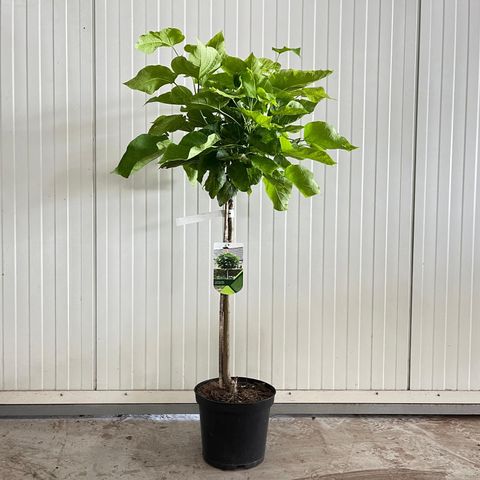Katalpa Nana