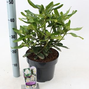 Rhododendron 'Madame Masson' (About Plants Zundert BV)