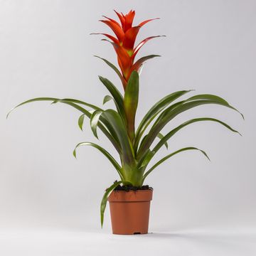 Guzmania 'Ostara'