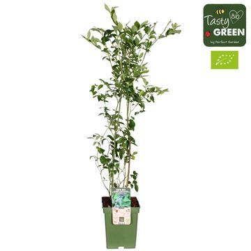 Vaccinium corymbosum 'Reka'