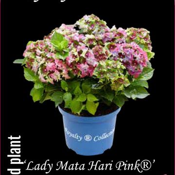 Hydrangea macrophylla ROYALTY COLLECTION LADY MATA HARI