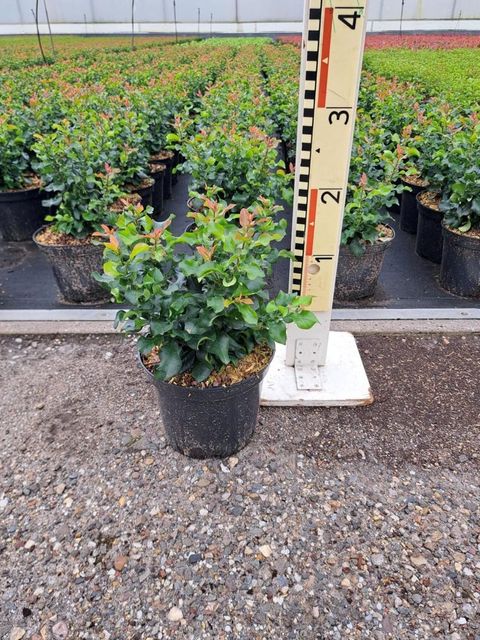 Chaenomeles speciosa