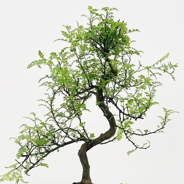 Zanthoxylum piperitum