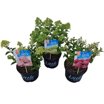 Hydrangea paniculata LITTLE XS MIX