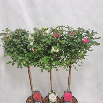 Роза STANDARD SMALL FLOWERING